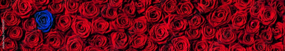 Blue rose among the red roses Blue rose among the red roses