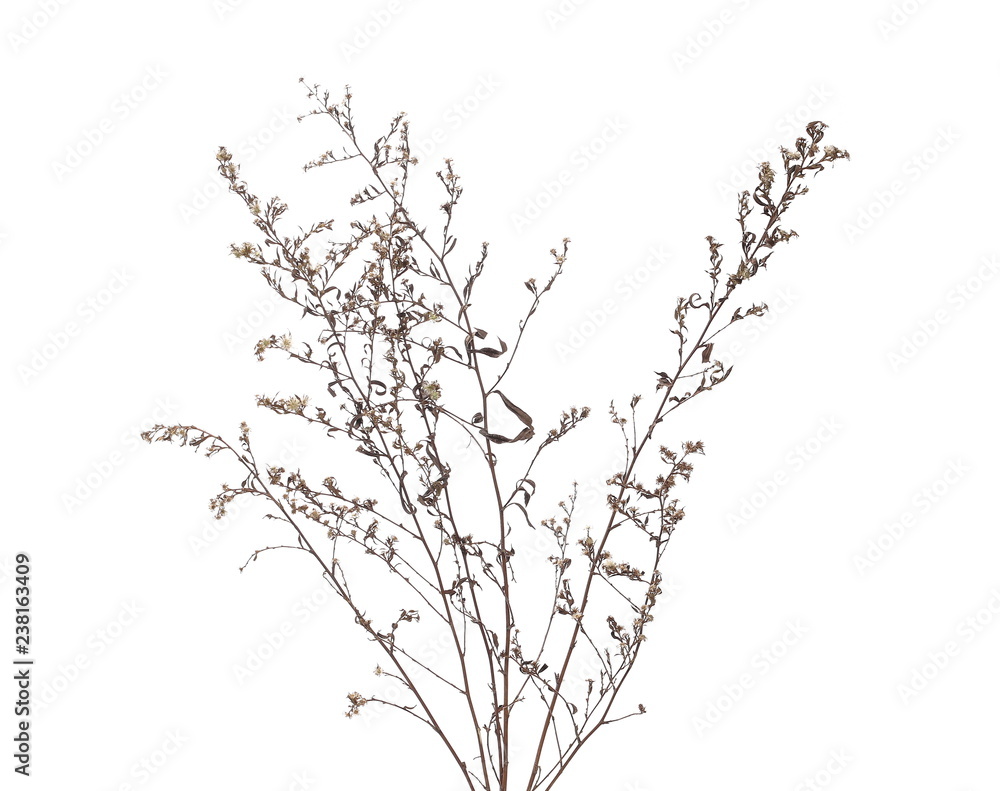 Dry field grass with seeds isolated on white background Dry field grass with seeds isolated on white background