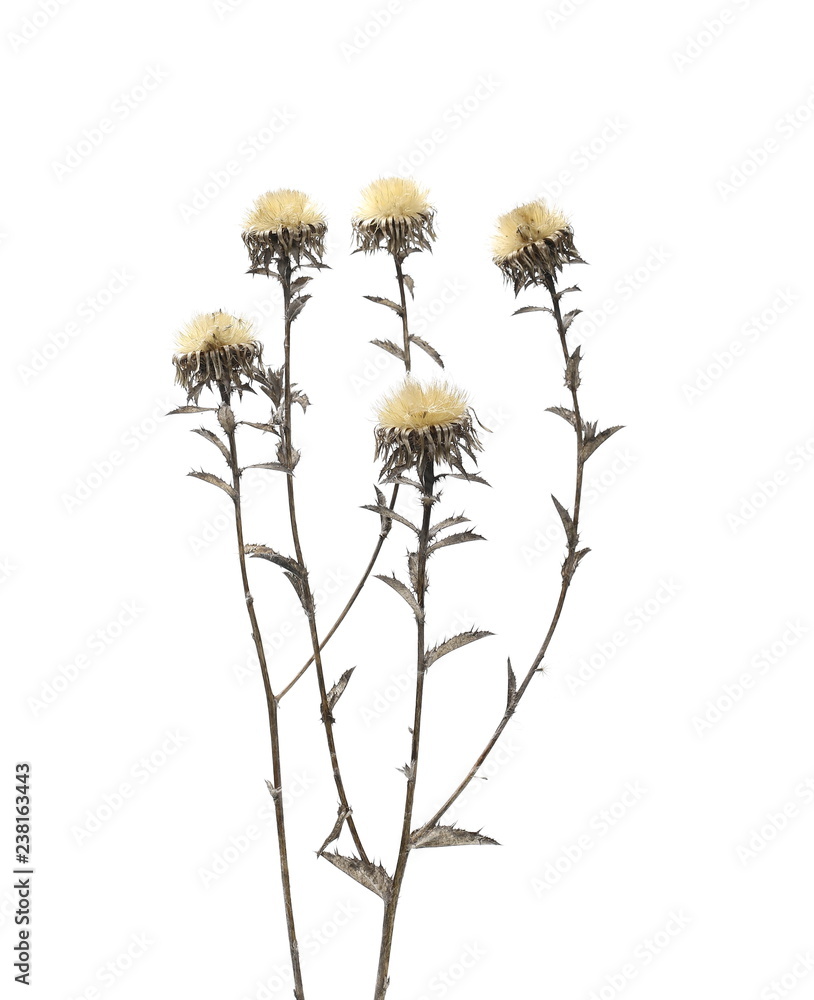 Fototapeta premium Dry burdock flower isolated on white background with clipping path