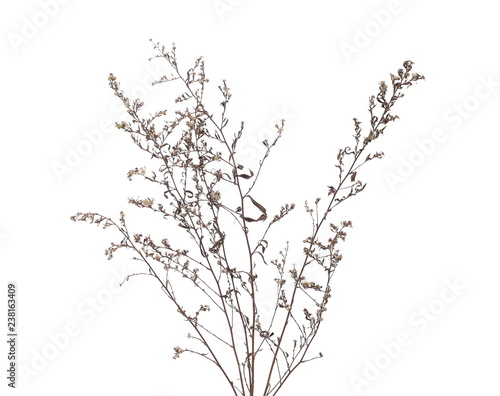 Dry field grass with seeds isolated on white background