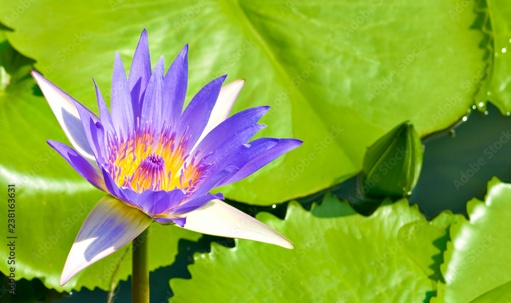 image of beautiful Lotus flower in water close-up image of beautiful Lotus flower in water close-up