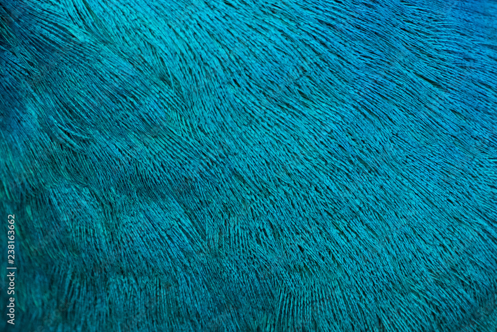 Details and patterns of peacock feathers. Details and patterns of peacock feathers.