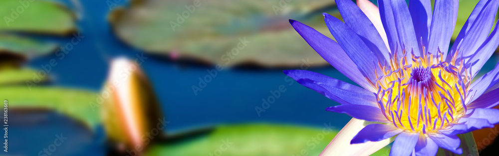  image of beautiful Lotus flower in water close-up