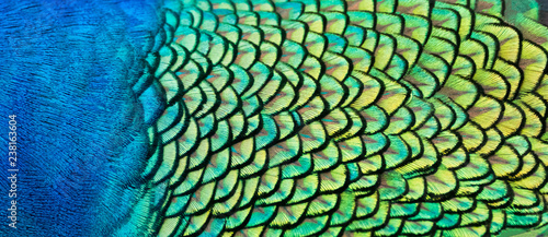 Details and patterns of peacock feathers.