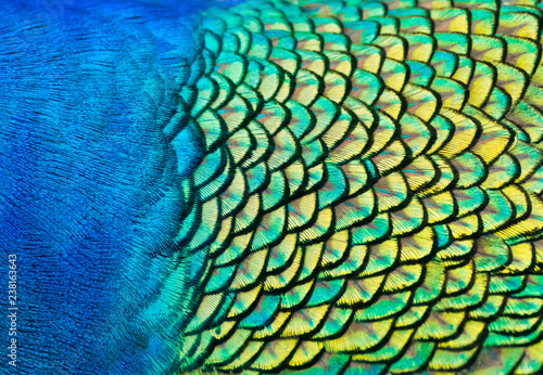Details and patterns of peacock feathers.