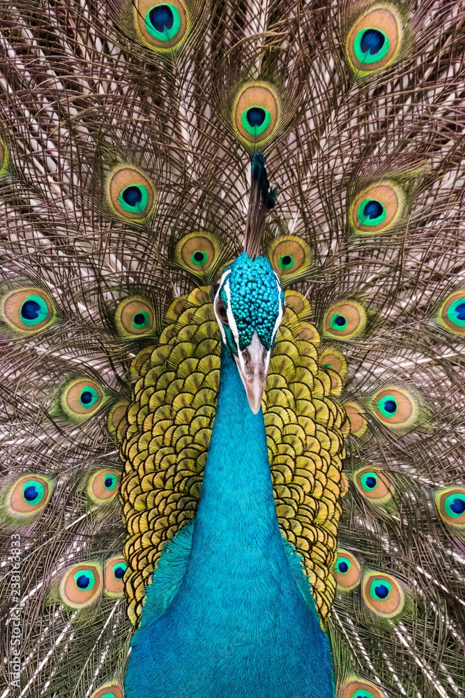 Obraz premium Details and patterns of peacock feathers.