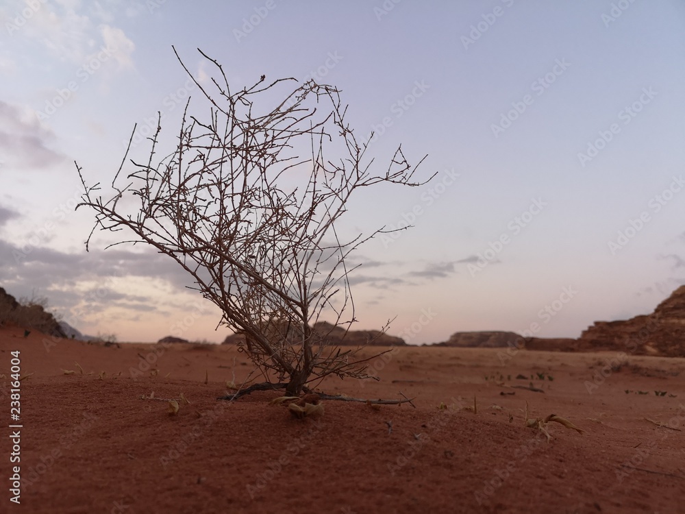 Obraz premium tree in the desert