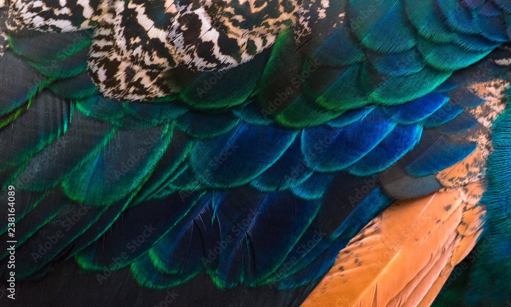 Fototapeta premium Details and patterns of peacock feathers.