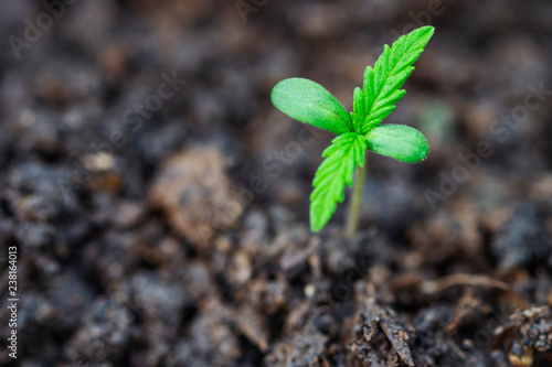 marijuana weed smoking close up on background