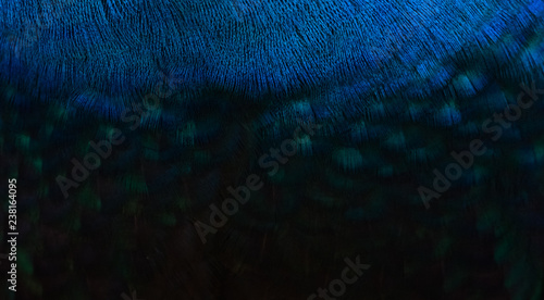 Details and patterns of peacock feathers.