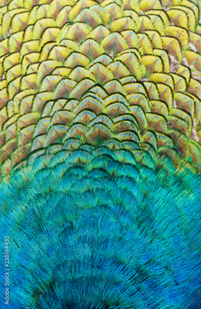 Fototapeta Details and patterns of peacock feathers.