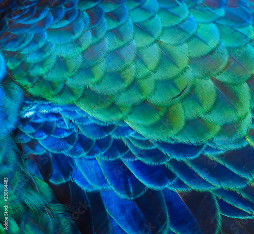Details and patterns of peacock feathers.