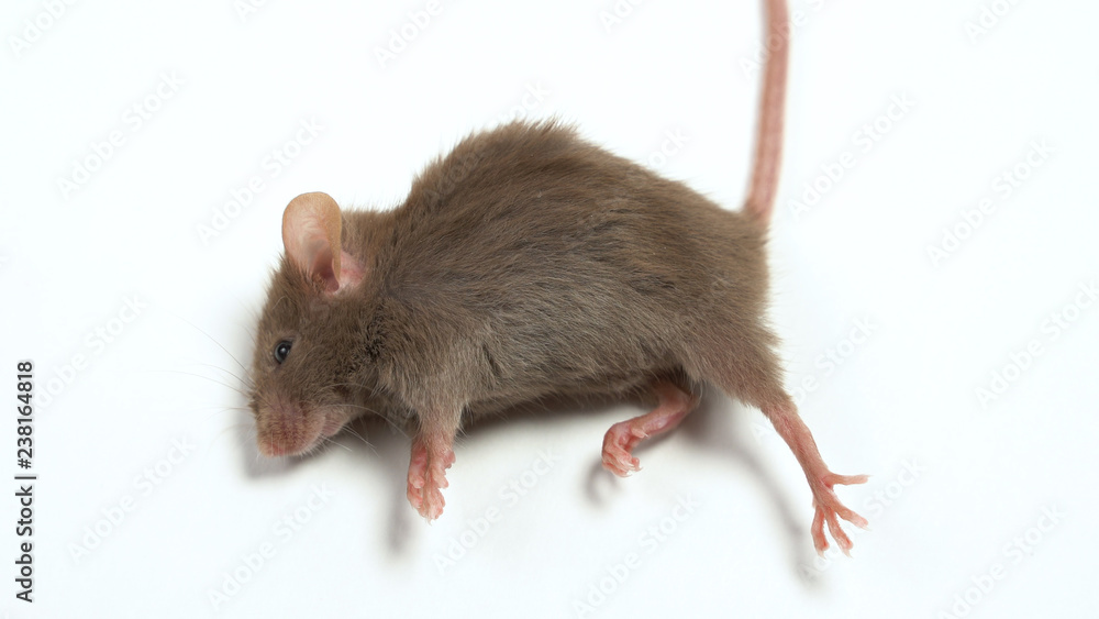 dead laboratory mouse isolated on white background dead laboratory mouse isolated on white background