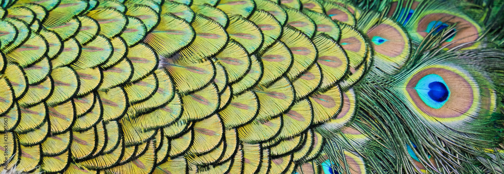 Obraz premium Details and patterns of peacock feathers.