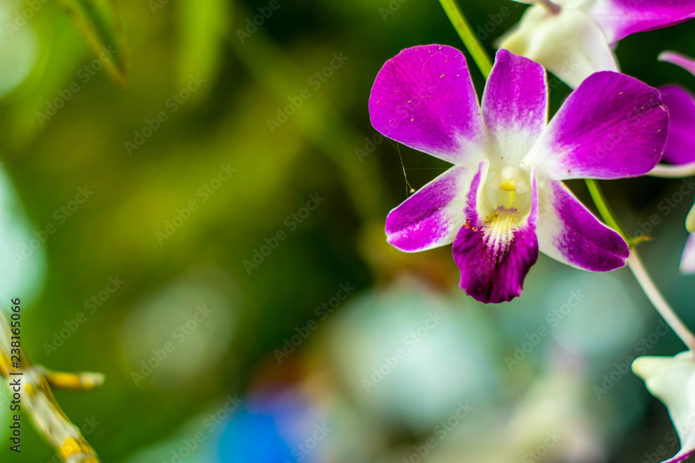 Flowers blur on the bokeh background. Flowers blur on the bokeh background.