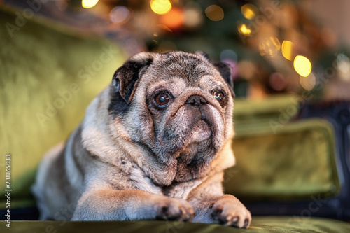 Christmas pug sitting on the background of a decorated Christmas tree. Blurred background with lights garlands, balloons