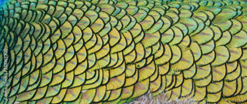 Details and patterns of peacock feathers.
