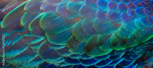 Details and patterns of peacock feathers.
