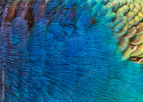 Details and patterns of peacock feathers.