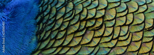 Details and patterns of peacock feathers.