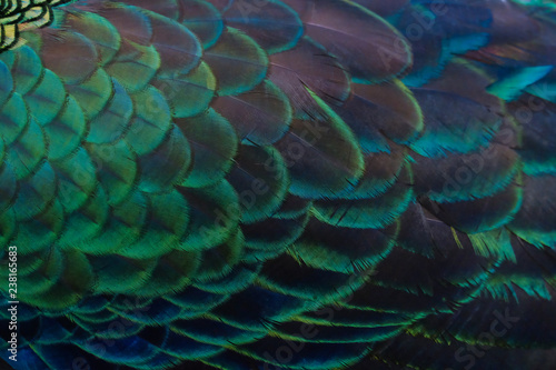 Details and patterns of peacock feathers. © beerphotographer