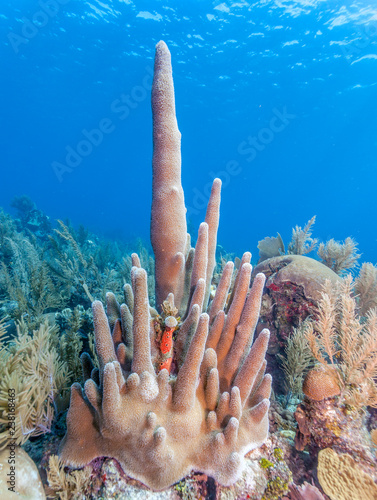 Coral reef Pillar coral ,Dendrogyra cylindrus