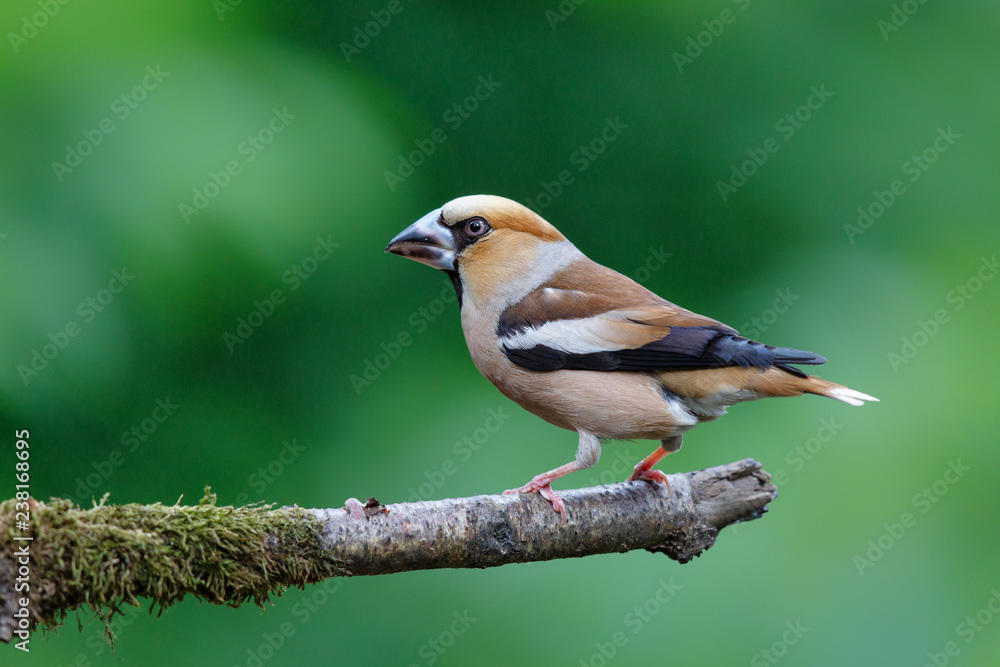 Hawfinch on a branch in the forest in the Netherlands
