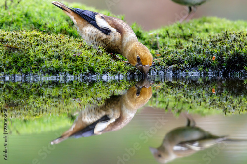 Young Hawfinch drinking in the forest with a reflection in the water in the Netherlands