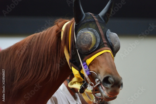Fotografiet racehorse