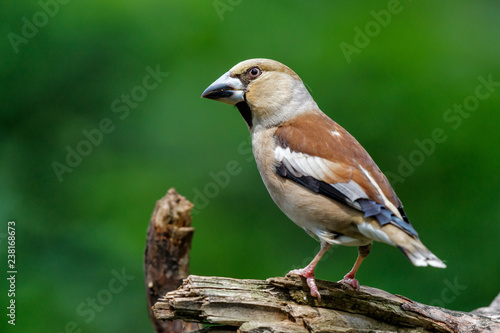 Hawfinch on a branch in the forest in the Netherlands