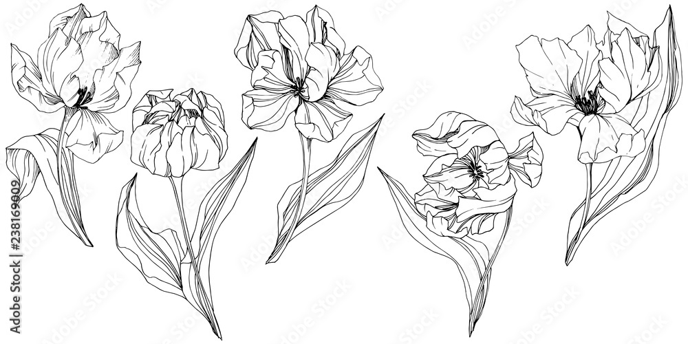 Vector Tulip Black and white engraved ink art. Floral botanical flower. Isolated tulip illustration element.