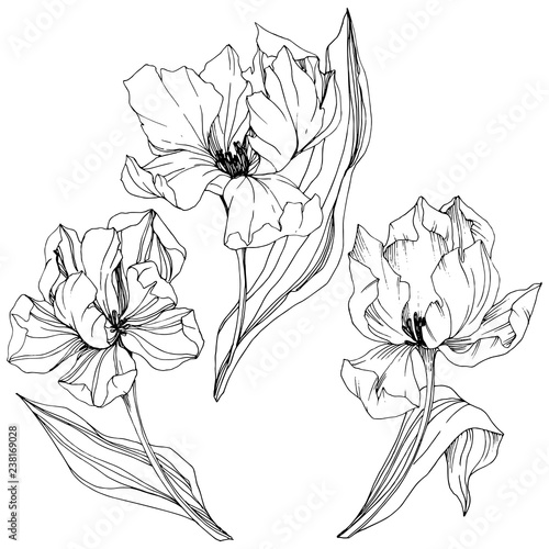 Vector Tulip Black and white engraved ink art. Floral botanical flower. Isolated tulip illustration element.