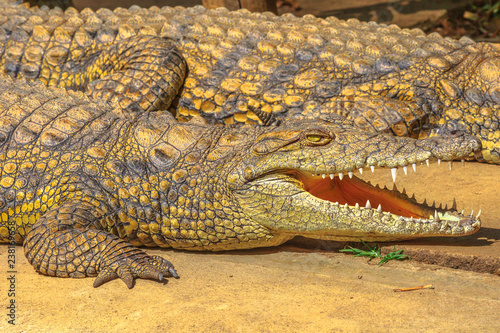 Closeup of African Crocodile species Crocodylus Niloticus, with open mouth at iSimangaliso Wetland Park in St Lucia Estuary, South Africa.