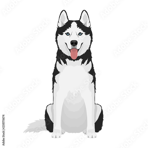 Black and white siberian husky with blue eyes and tongue out. Husky dog sitting isolated on white background.. Vector illustration
