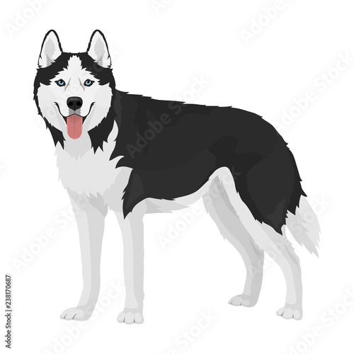 Black and white siberian husky with blue eyes and tongue out. Husky dog standing isolated on white background.. Vector illustration