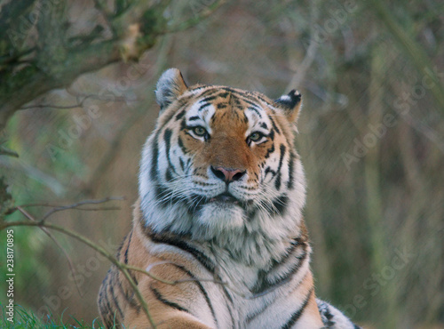 Siberian Tiger face on with eye contact 