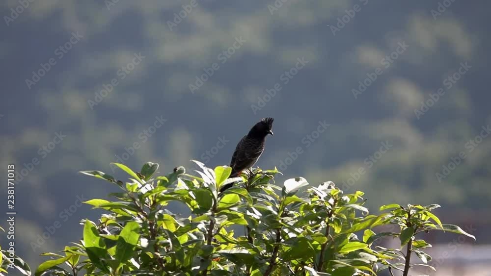 Red-vented Bulbul Bird (Pycnonotus cafer) Sitting on Tree Branch Red-vented Bulbul Bird (Pycnonotus cafer) Sitting on Tree Branch