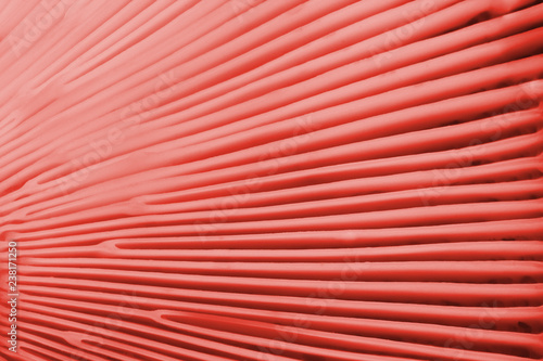 Texture of the gills  of the mushroom cap - background (living coral)