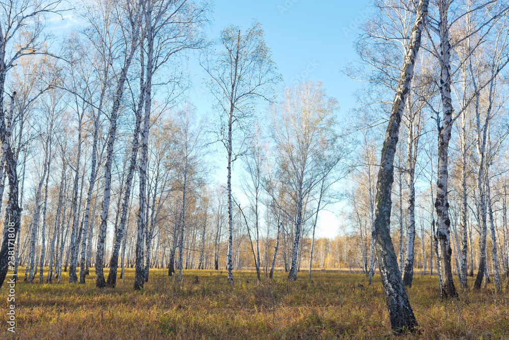 Obraz premium Autumn forest