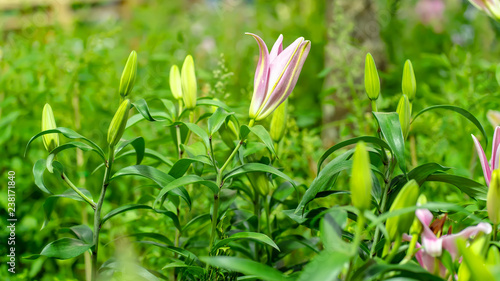Fototapeta Naklejka Na Ścianę i Meble -  Lily in the garden on a nature background.
