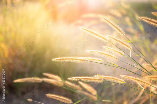 Grass flower over blurred background with vintage morning warm light  nature concept background