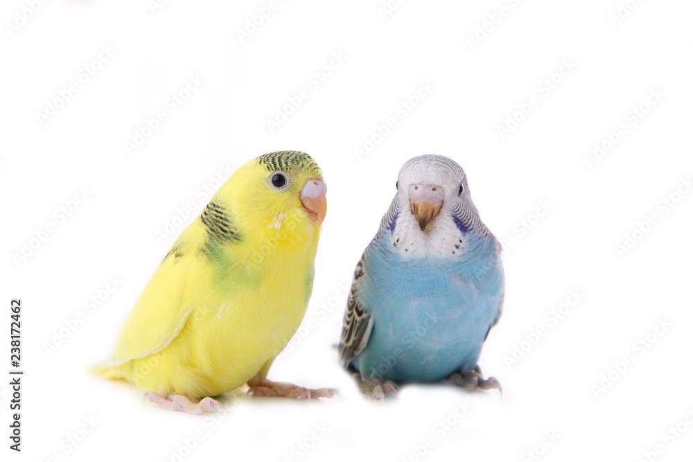 Little yellow and blue budgerigars isolated on white background