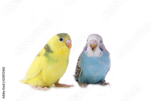 Little yellow and blue budgerigars isolated on white background