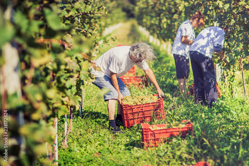 Grape harvesting in vineyard. Making Vine concept.