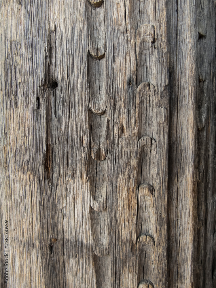 Naklejka premium texture of old wood knot, wood fibers, cracked, carved
