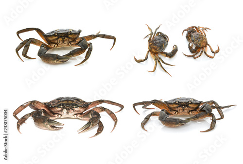 Crabs. Black sea crustaceans isolated on white background