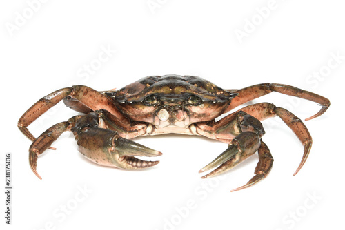 Crab. Black sea crustacean isolated on white background