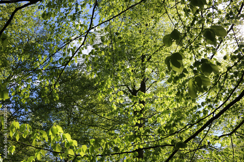 Fototapeta premium the forest with beech leaves
