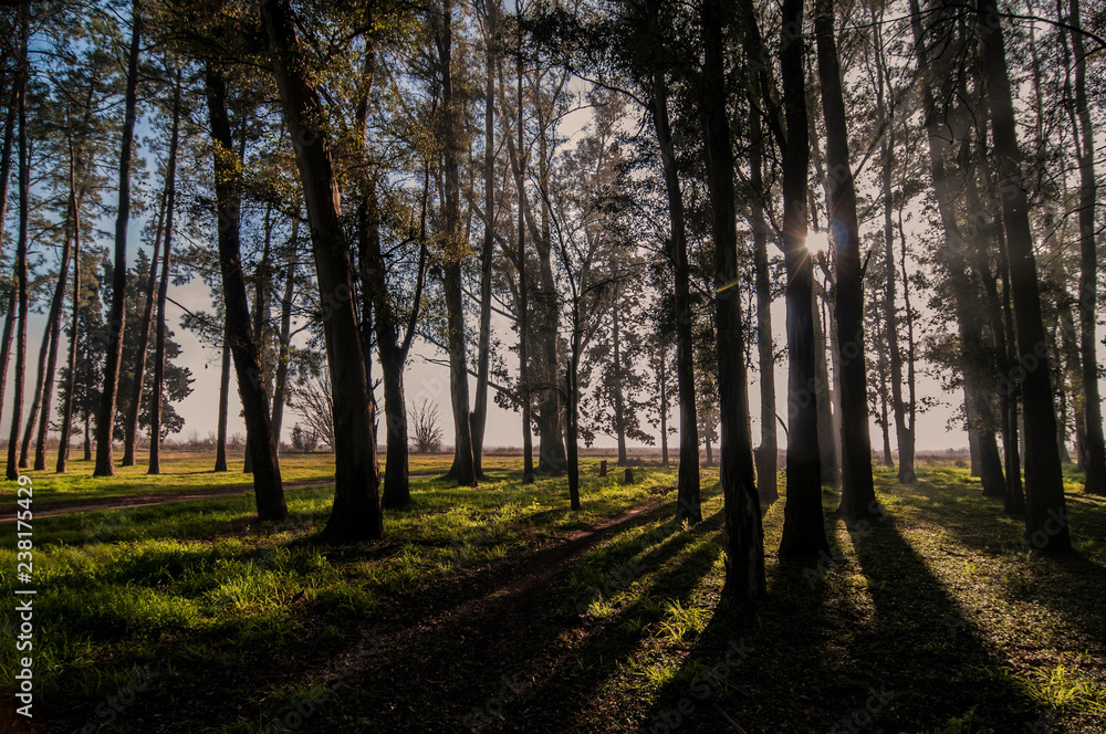 Fototapeta premium A fores, early in the morning