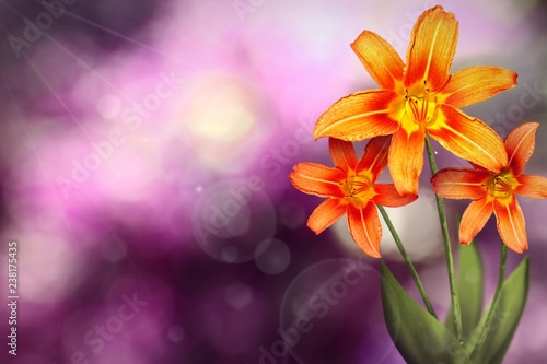 Beautiful live lily with empty on left on natural leaves and sky blurred bokeh background. Floral spring or summer flowers concept.